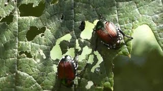 Japanese Beetle Invasion [upl. by Ihcekn]