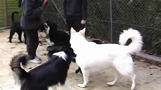 SATS Training Ebony dog arousal dog aggression rescued and rehabilitated [upl. by Lekym]