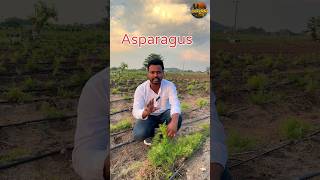 ఆస్పరాగస్ ఫెర్న్  shorts asparagusfern youtubeshorts agriculture ytshorts farming raithu [upl. by Eirrek]