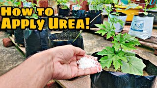 Why amp How to Use Urea on Plant युरिया खाद कैसे इस्तेमाल करे [upl. by Web]