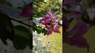 Баухиния пестрая или орхидейное деревоBauhinia variegata [upl. by Oiratnom]