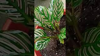 Calathea Ornata Pink Stripe plant beautiful plant😍👌❤️ natural beauty 👌👌 [upl. by Renault]