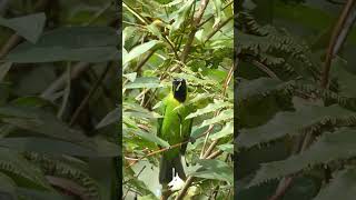 Beautiful Birds in the World Redthroated Barbet amp Leafbird beautifulbirds [upl. by Rachael]