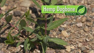 Weed of the Week 1024 Hemp Dogbane 111917 [upl. by Leahpar603]