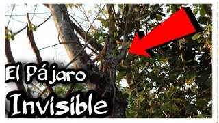 Pájaro FANTASMA Estaca o URUTAU Curiosidades de esta RARA AVE Encuéntrala 👻😱🧐🧐 [upl. by Scarface]