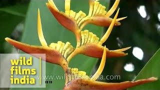 Heliconia  lobster claw flowers grow in Kerala [upl. by Yojal]