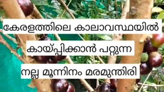 jaboticaba മരമുന്തിരി [upl. by Timrek]