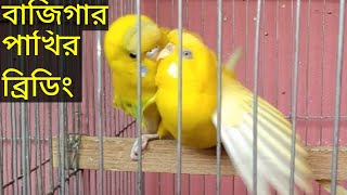 Budgies matting call sound in cage  Best breeding Season [upl. by Namien]