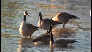 THE MIGRATION OF THE CANADA GOOSE [upl. by Malet]