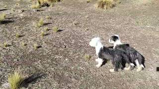 Perros pastores ovejeros Bobtail encuentran unas ovejas a más de 3800 msnm [upl. by Imas70]