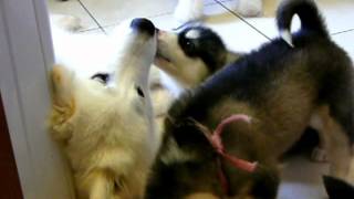 Alaskan Malamute puppies [upl. by Eelirol]