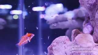 Reefwise  Choati Leopard Wrasses Eating [upl. by Feliza109]