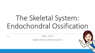 Chapter 6  Endochondral Ossification [upl. by Fabrice657]