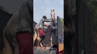 കാണിക്കും എന്ന് പറഞ്ഞാ കാണിച്ചിരിക്കും I Shimil I Horse Racing horse horseriding [upl. by Roselin]