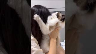 Cat care first guys 🤩 cat catlover catvideos shorts youtubeshorts [upl. by Birmingham]