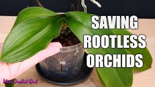 Saving my Phalaenopsis Orchid with limp leaves and no roots  Long discussion about cutting spikes [upl. by Yrrem]