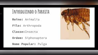 Pulgas  Ordem Siphonaptera [upl. by Anasor]