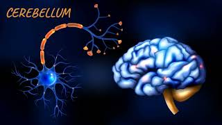 Afferent and efferent pathways of Cerebellum  Cerebellum  Neuroanatomy [upl. by Namyaw]