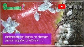 मिलीबगपिढ्या ढेकून चा पिकांवर होणारे प्रादुर्भाव व परिणाम Mealybugs [upl. by Ahsaet131]