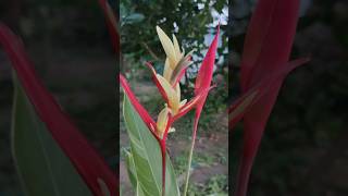 heliconia 🌼 plantsforsale heliconia adenium rainlilyflower [upl. by De]