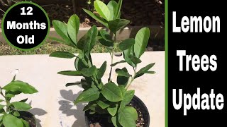 Growing Lemon Trees From Seed  12 Months Old Update [upl. by Anaiv]