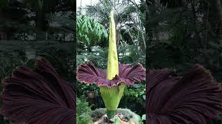 Titan Arum  Largest unbranched inflorescence in World  Observed in Description [upl. by Hterrag733]