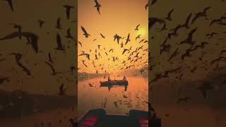 nature live naturebeautymusic viralvideo viralvideo trendingvideo [upl. by Savory]