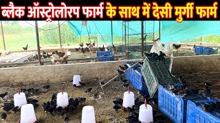 ब्लैक ऑस्ट्रोलोरप फार्म  Black Australorp Farming In India  Black Australorp Chickens [upl. by Ellerihs630]