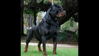 Von ruelmann Rottweilers day in the life of a German Rottweiler Breeder Episode 1 [upl. by Oirelav]