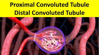 Proximal convoluted tubule vs distal convoluted tubule I Histology kidney Nephron armandohasudungan [upl. by Sirovart]