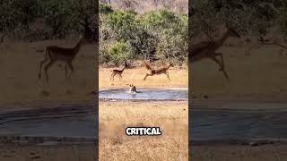 Antelopes Narrow Escape from a Hunting Dog [upl. by Grissel]