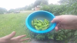 Harvesting Shishito Peppers from my garden and a recipe  Sauteed Shishito Otsumami snack [upl. by Annek]