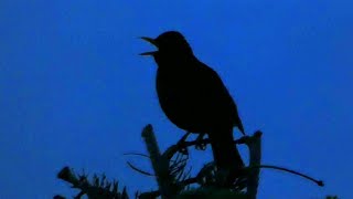 Blackbird Singing at 430am  Dawn Chorus [upl. by Aw]