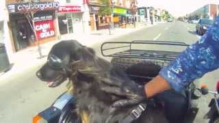 Biker Dog Malika out for a ride on a URAL  Stereophonics quotLive n Lovequot [upl. by Janerich]