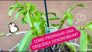 ✅COMO PROPAGAR UNA ORQUÍDEA DENDROBIUM⁉️🌱🌼🙋🏻‍♀️ [upl. by Ephram]