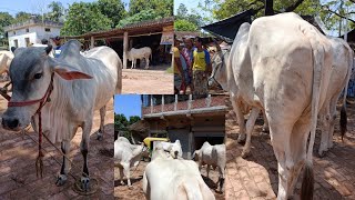 SUNDOR GORUR HAT TRENDING BEAUTIFUL COWS SALE VIRAL [upl. by Jo]