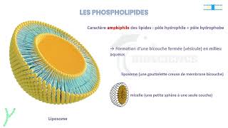 Vidéo 2 Membrane plasmique  LES LIPIDES MEMBRANAIRES [upl. by Akiwak]