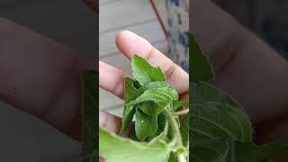 Tulsi use of chah👏 ✔️ 🤙 nd chba k khayein khansi nhi hogi 💯🤙✔️ [upl. by Sydelle954]