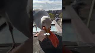 Seagulls unexpected predators animals fact nature [upl. by Aryl]