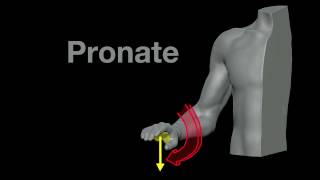 Forearm pronation muscles anatomy muscles movement [upl. by Olegnaed892]