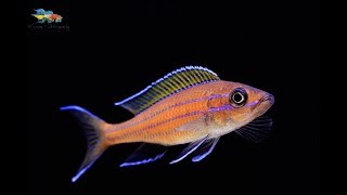 Paracyprichromis nigripinnis breeding and husbandry [upl. by Eidna]