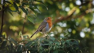 ¡El Petirrojo Canta Melodías Hermosas ¿No es Encantador [upl. by Saiasi670]