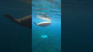 Manatee seen so close to kayak manatees wildlife underwater silversprings fla kayaking follow [upl. by Eelyah]