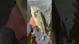 Big Bass in the Kayak kayakfishing bigbass kayakbassfishing largemouthbass vexanfishing bass [upl. by Essex]