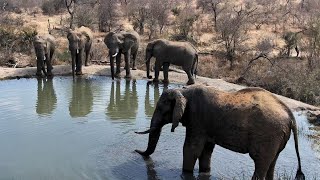 Rosies Pan  Wildlife Live Stream – Greater Kruger National Park [upl. by Airalav]