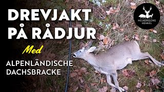 DREVJAKT PÅ RÅDJUR  MED ALPENLÄNDISCHE DACHSBRACKE [upl. by Adliwa]