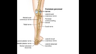 Two Minutes of Anatomy Common Peroneal Nerve [upl. by Demb]