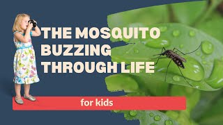 What Kids Should Know About Mosquitoes Mosquito Life Cycle [upl. by Palermo]