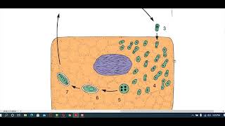 Ch 8 Lec 7 Phylum Microspora Acetospora and Myxozoa  Ciliophora part1 [upl. by Alilahk]