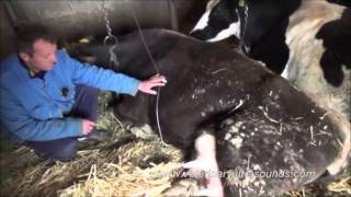 Veterinarian Treats Bovine Suffering From Paresis [upl. by Aonian]